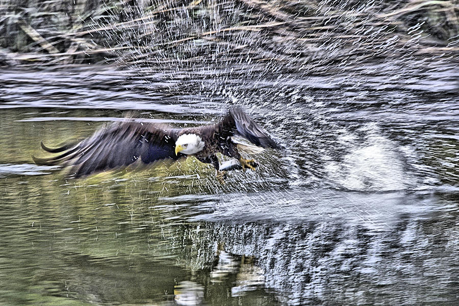 Eagle fishing Photograph by Bill Hosford