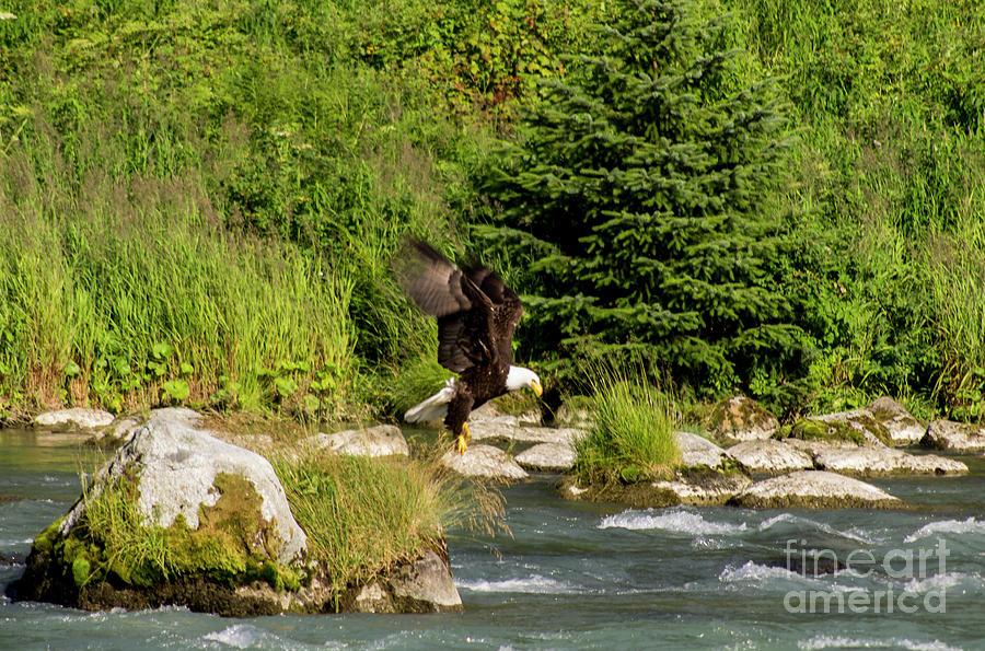 Eagle Fishing on the Chilkoot in Haines Photograph by Louise Magno
