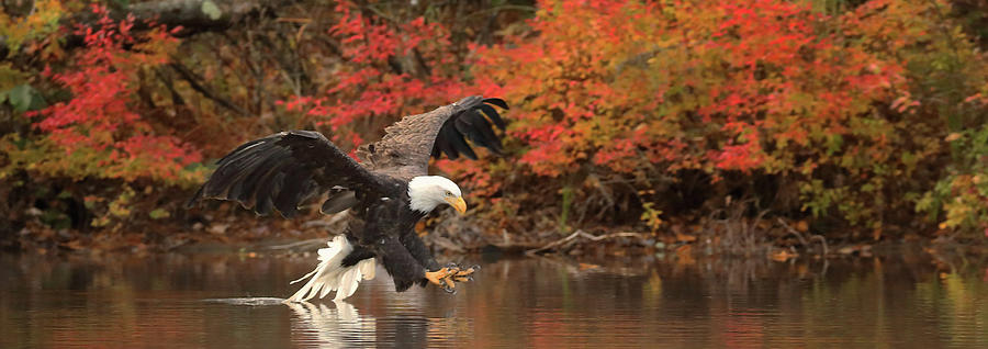 Eagle Fishing Panorama Photograph by Duane Cross