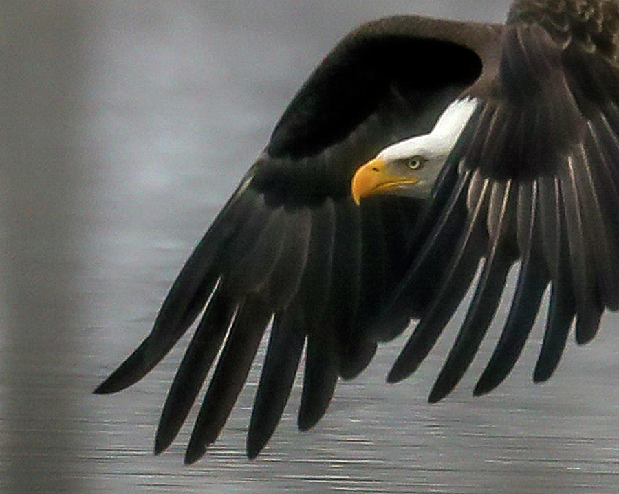 eagles flapping wing hat