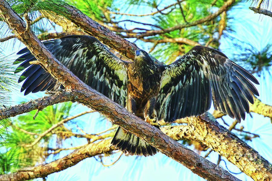Eagle Fledgling II 2017 Photograph by Deborah Benoit