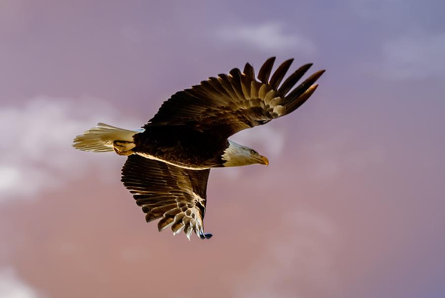 Eagle Flight at Sunrise Photograph by Marc Crumpler