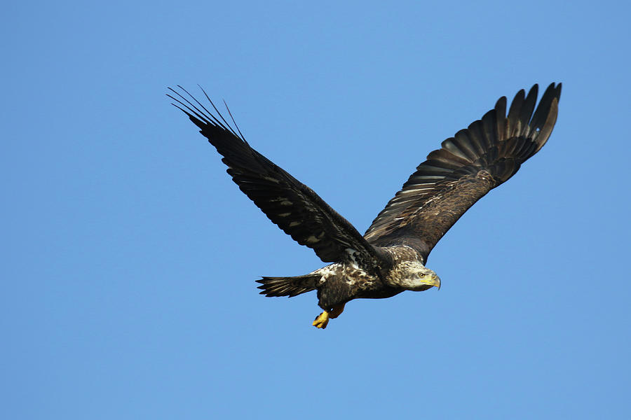 Eagle Flight Photograph by Brook Burling
