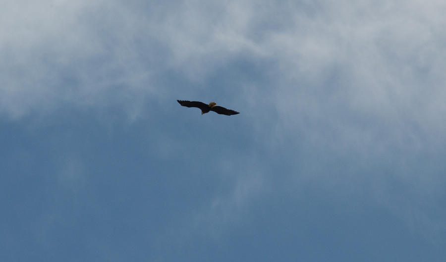 Eagle Flight Photograph