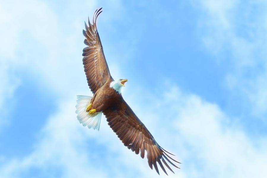 Eagle Flight Photograph by Mark Andrew Thomas
