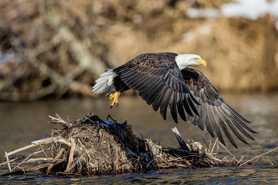 Eagle Flight Photograph by Mike Centioli