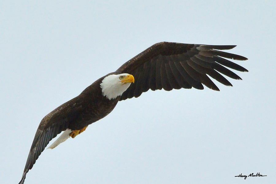 Eagle Fly by Photograph by Harry Moulton