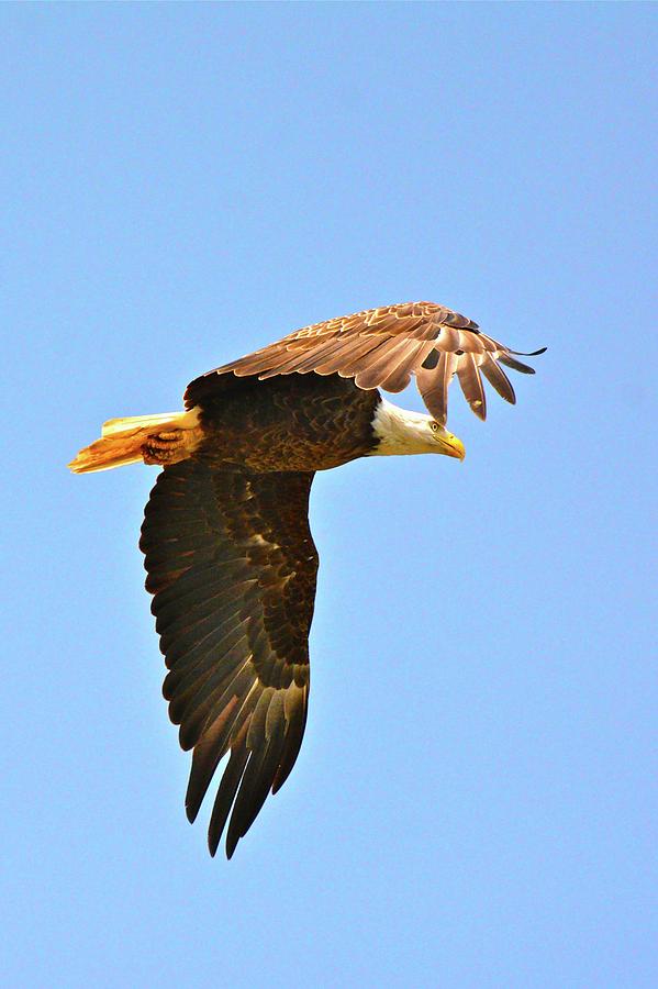 Eagle Flyby Photograph by Don Mercer