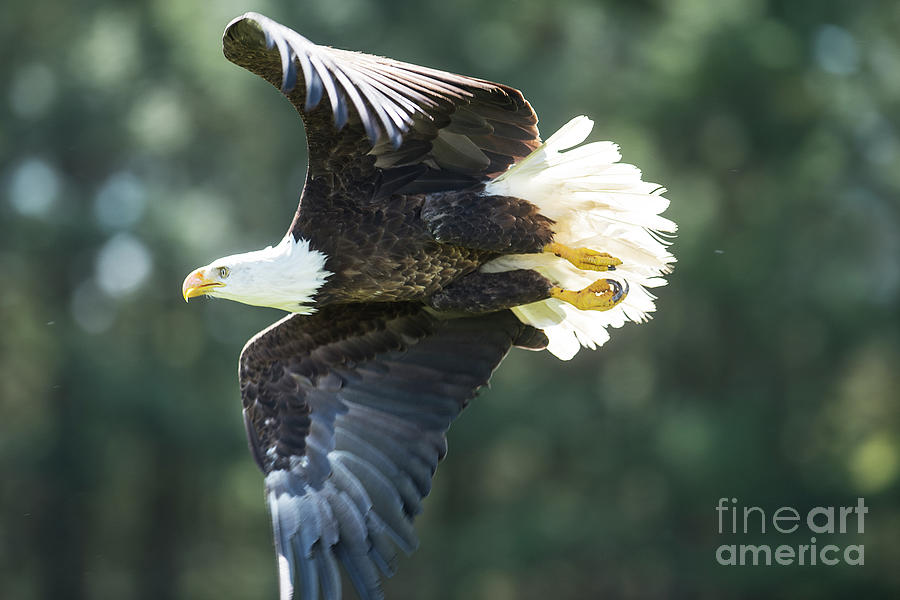 Eagle Flying 3005 Photograph by Steve Somerville