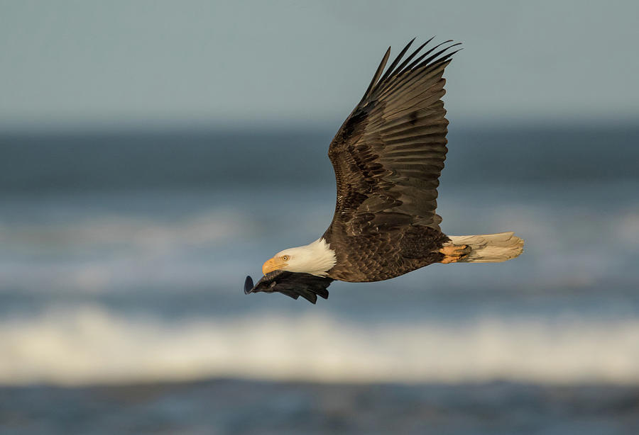 Eagle Photograph - Eagle Flying Along the Surf by Angie Vogel