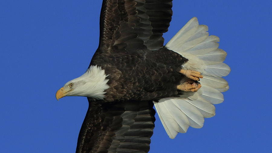 Eagle Flying Closeup Photograph by Coby Cooper