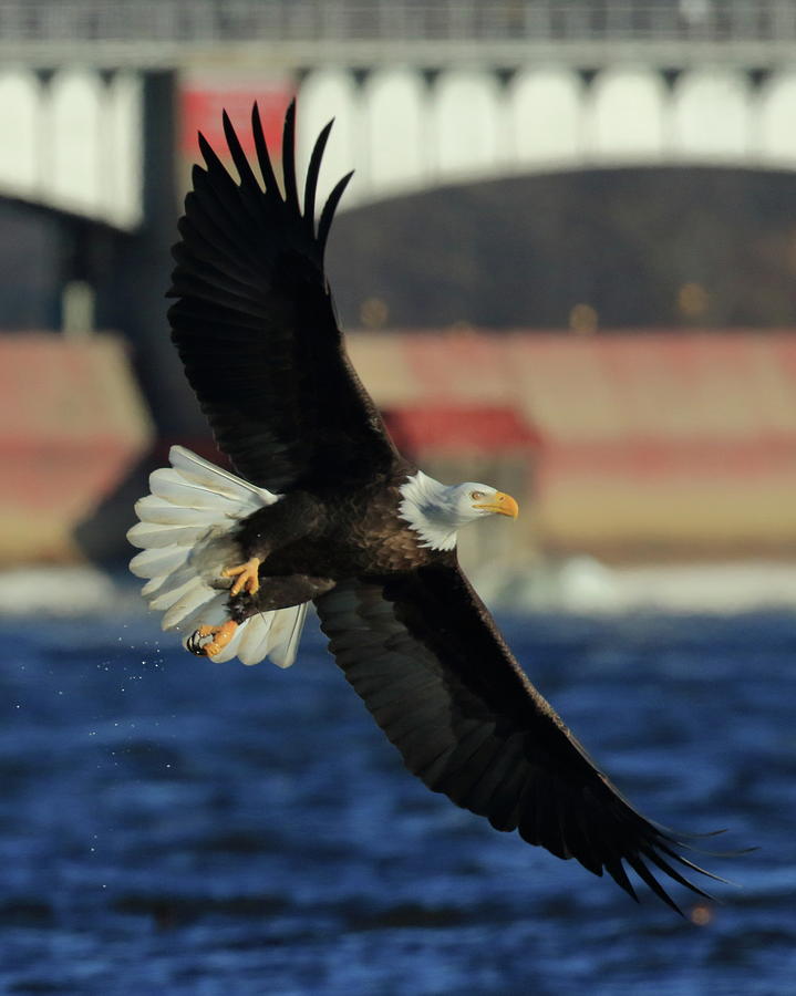 Eagle Flying Photograph by Coby Cooper