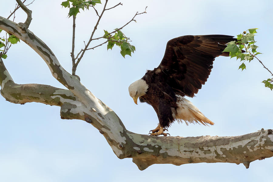 Eagle Flying Lessons 1 Photograph by Susan Rissi Tregoning