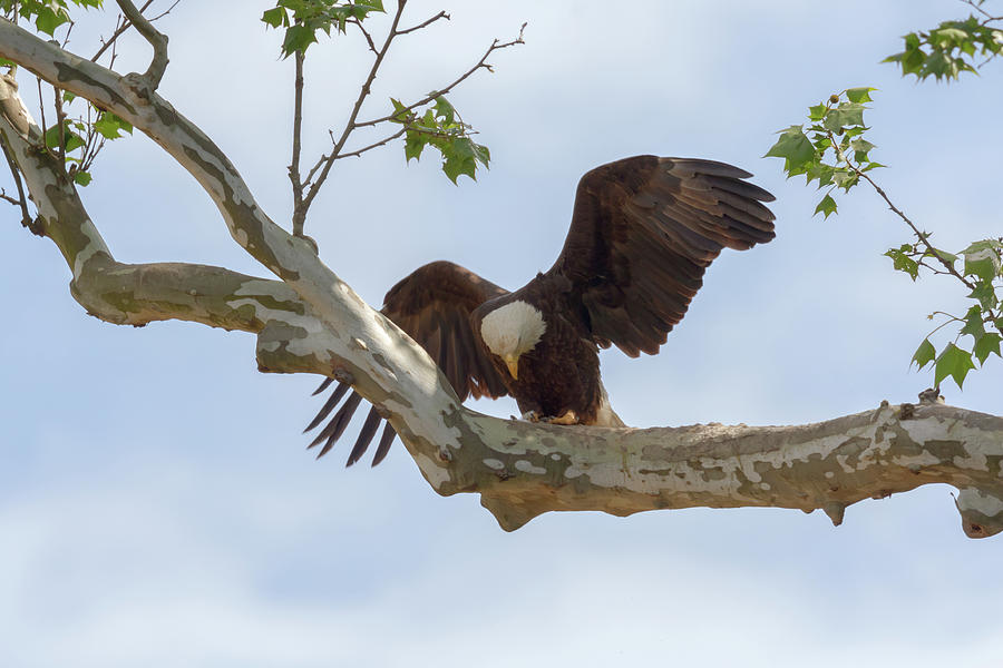 Eagle Flying Lessons 4 Photograph by Susan Rissi Tregoning