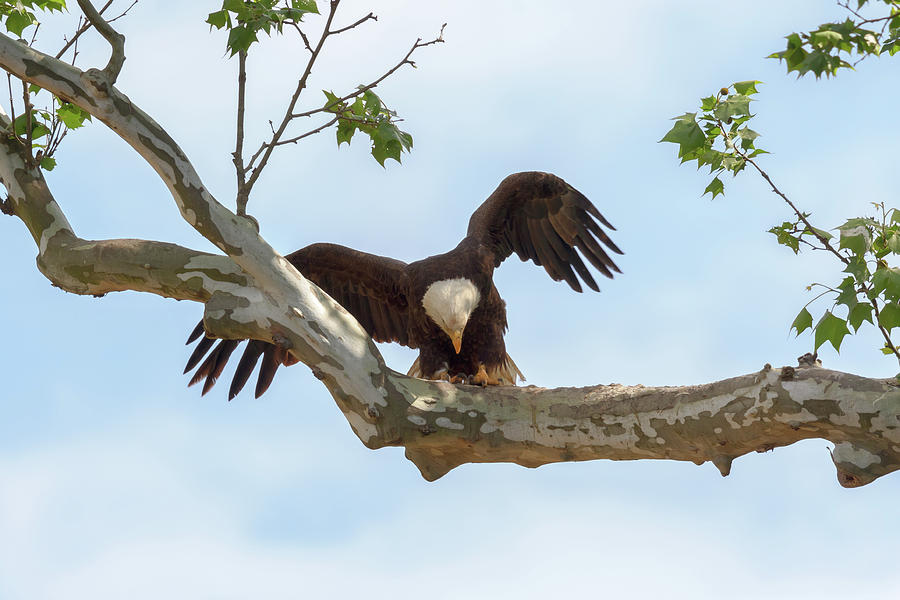 Eagle Flying Lessons 6 Photograph by Susan Rissi Tregoning
