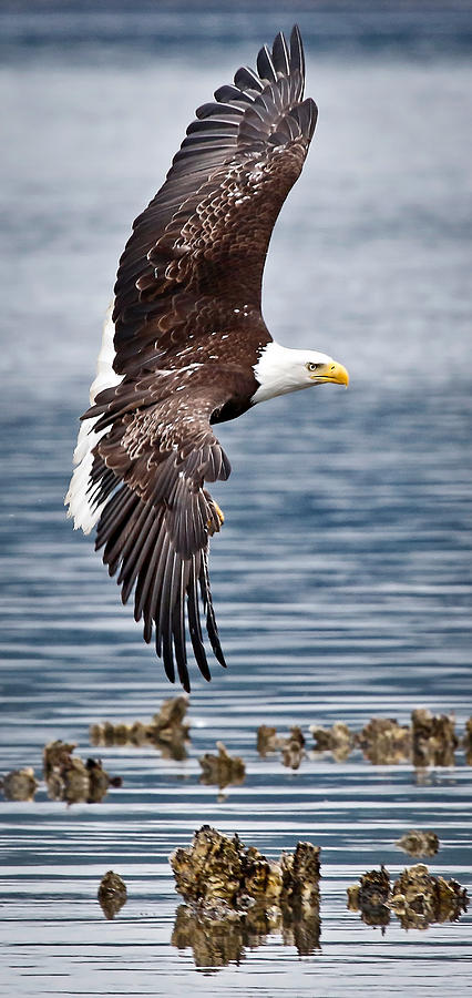 Eagle Flying Over Oyster Beds Photograph by Athena Mckinzie