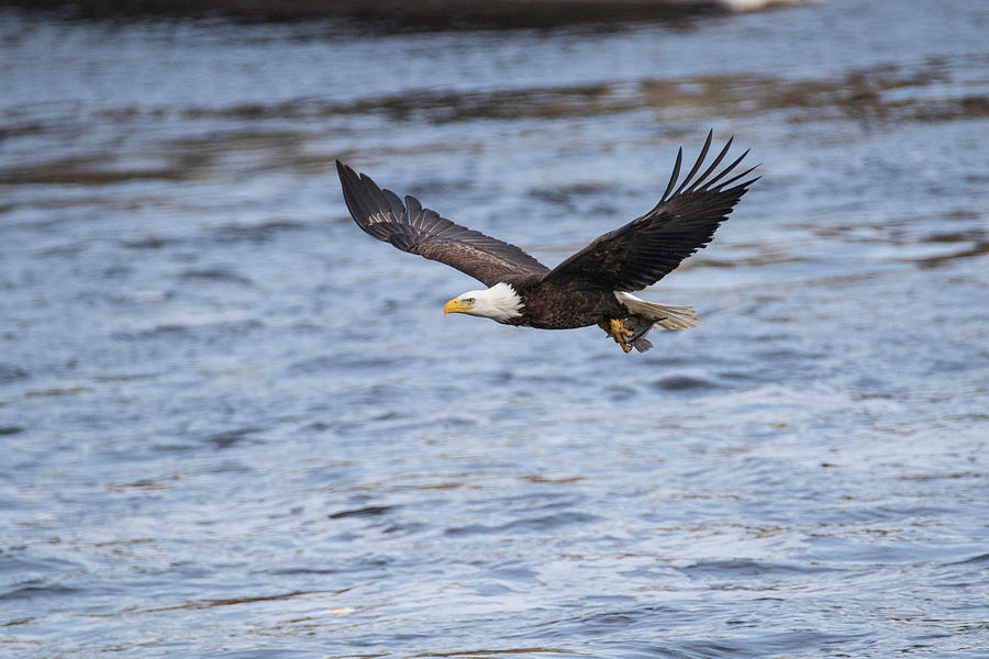 Eagle Flying With Fish Photograph by Brook Burling