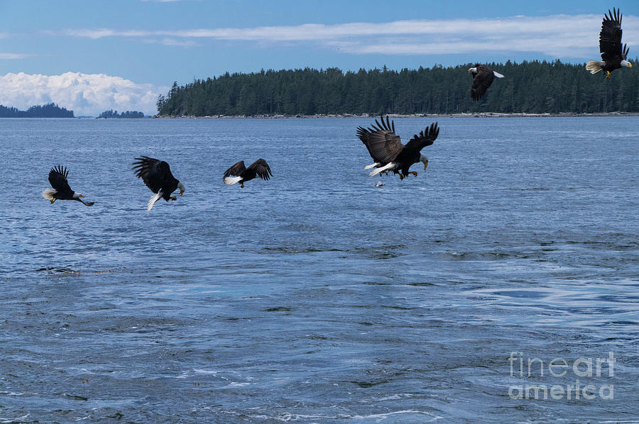 Eagle Frenzy III Photograph by Louise Magno