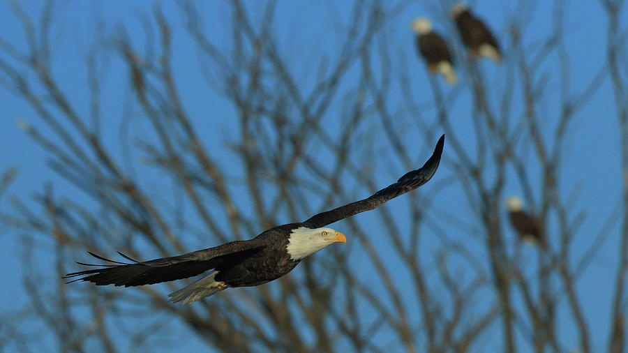 Eagle Gang Photograph by Coby Cooper