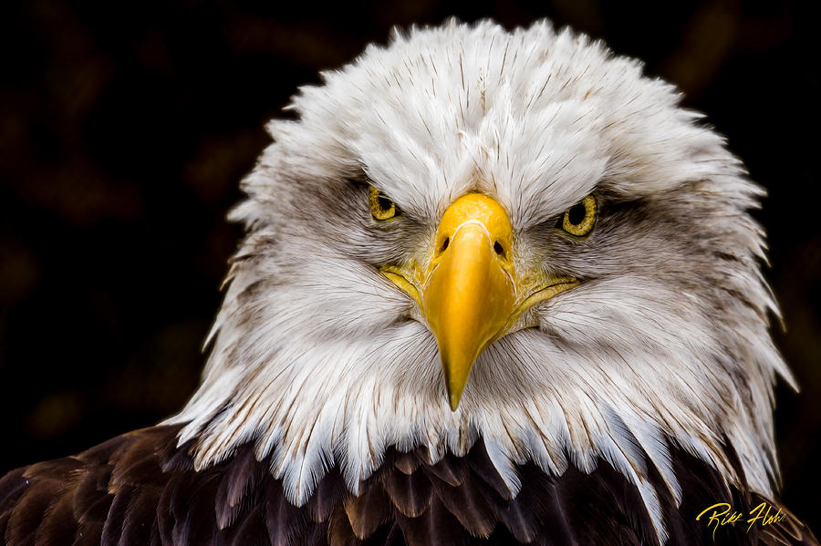 Defiant and Resolute - Bald Eagle Photograph by Rikk Flohr