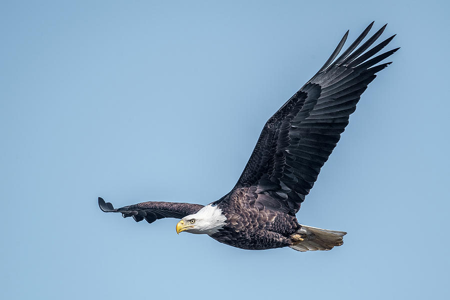 Eagle Gliding  Photograph by Paul Freidlund