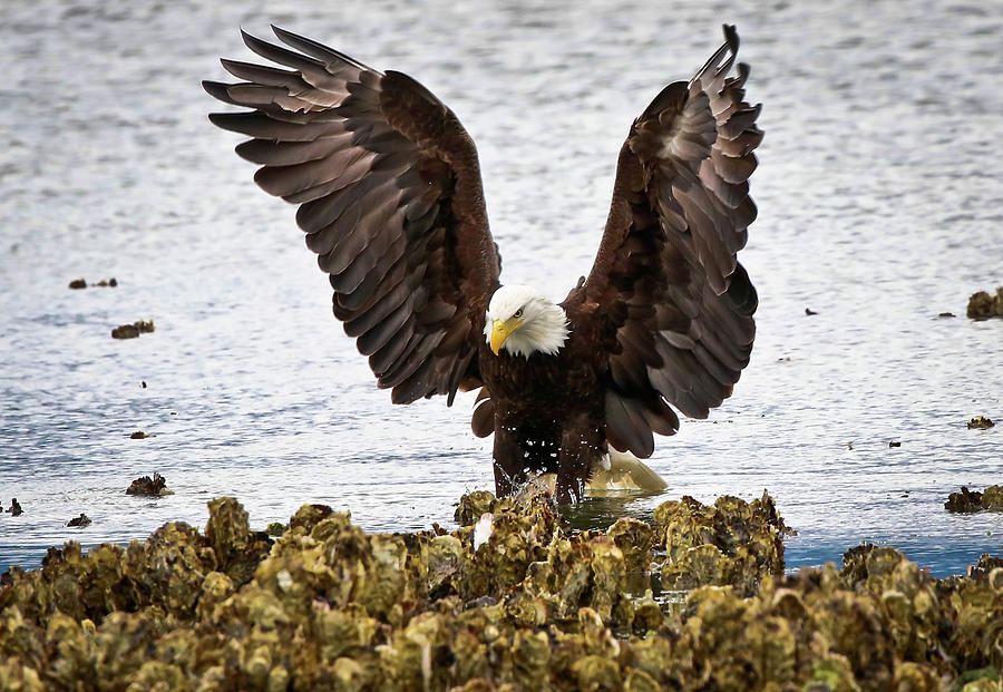 Eagle Glory Photograph by Athena Mckinzie