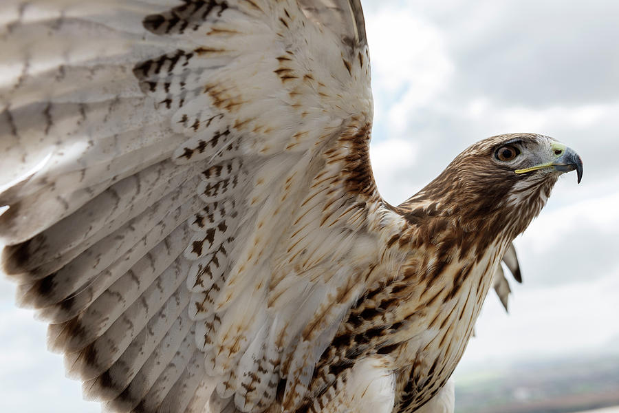Eagle going hunting by Michael Mogensen Eagle going hunting by Michael Mogensen