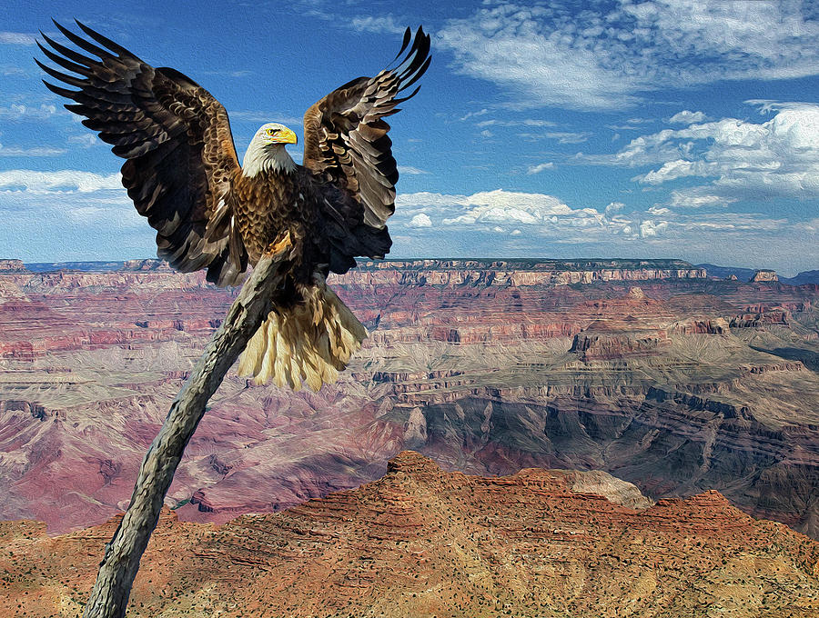 Eagle Grand View Photograph by Art Cole