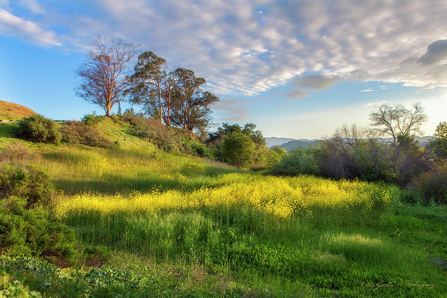 Landscape Photograph - Eagle Grove at Lake Casitas in Ventura County, California by John A Rodriguez