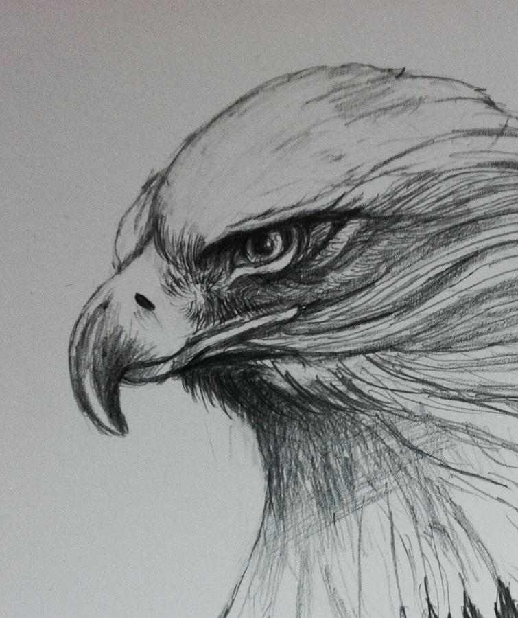 Eagle Drawing by Hae Kim - Fine Art America