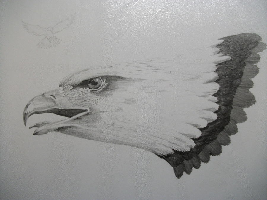 Eagle Drawing - Eagle Head by Alberto Silva