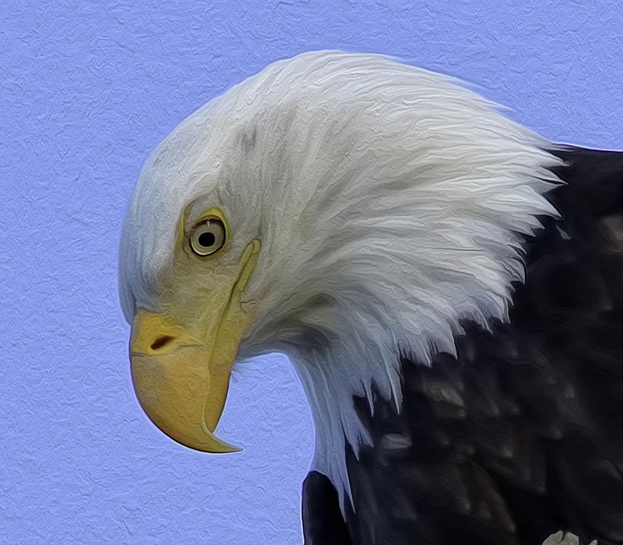 Bald Eagle Photograph - Eagle Head Paint by Sheldon Bilsker Bald Eagle Photograph - Eagle Head Paint by Sheldon Bilsker