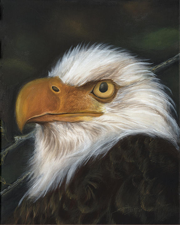Eagle Head Print by Shane Lieske Eagle Head Print by Shane Lieske