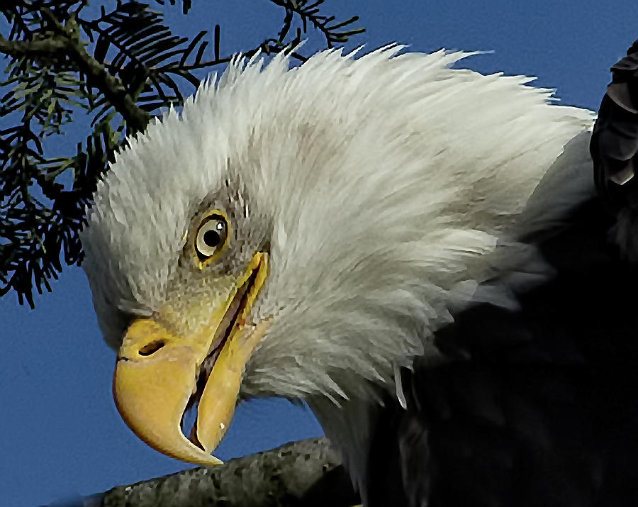 Bald Eagle Photograph - Eagle Head by Sheldon Bilsker Bald Eagle Photograph - Eagle Head by Sheldon Bilsker