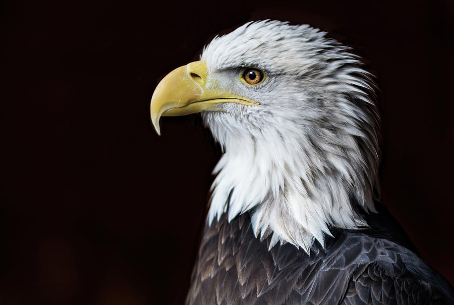 Eagle Head Shot Photograph by Jami Bollschweiler - Fine Art America