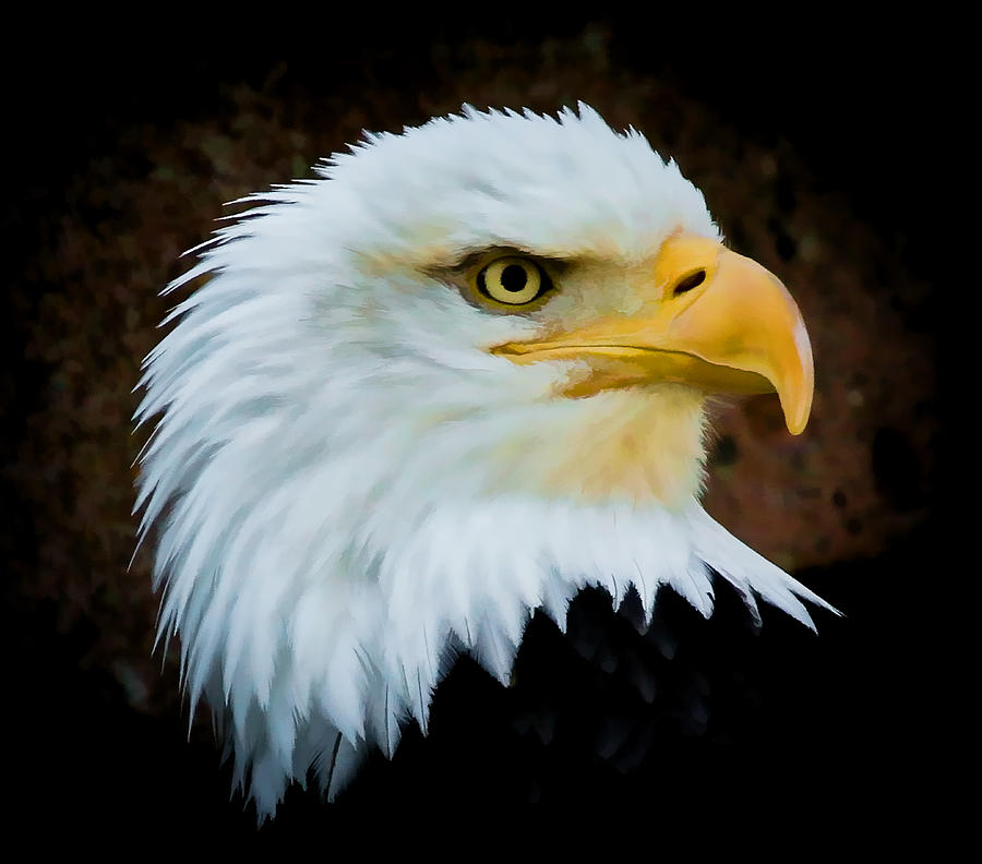 Eagle Headshot Photograph by Athena Mckinzie