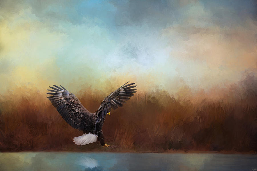 Eagle Hunting In The Marsh Photograph by Jai Johnson