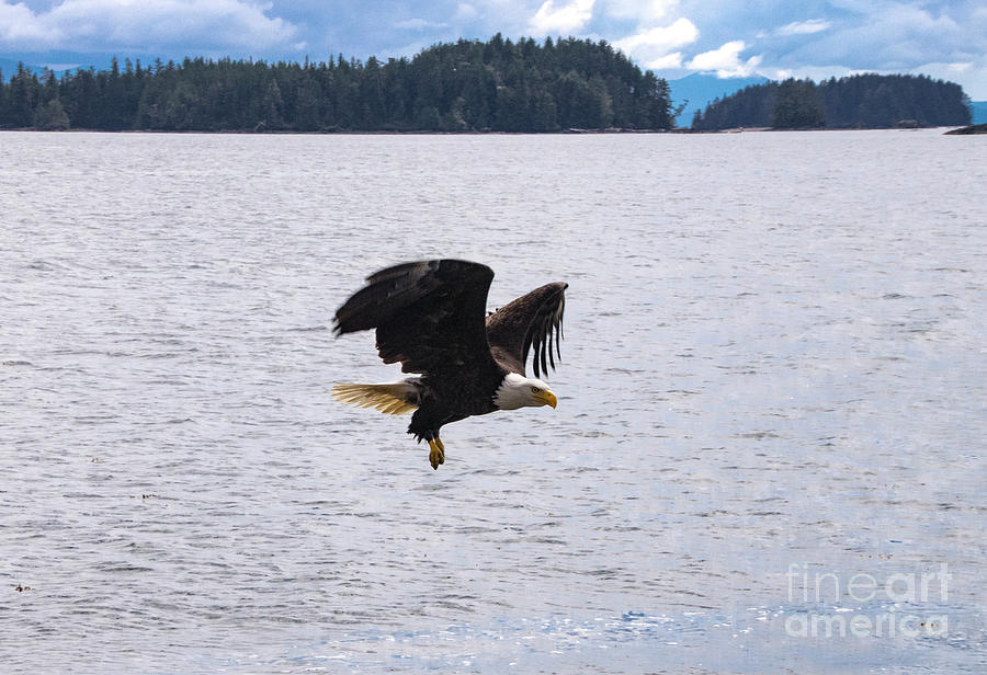 Eagle Hunting Photograph by Louise Magno