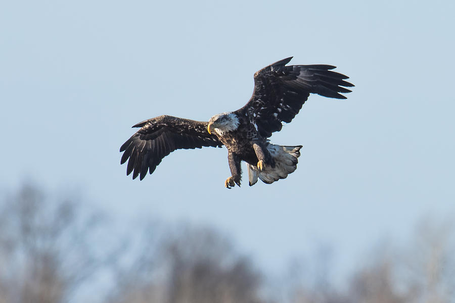 Eagle II Photograph by Paul Freidlund