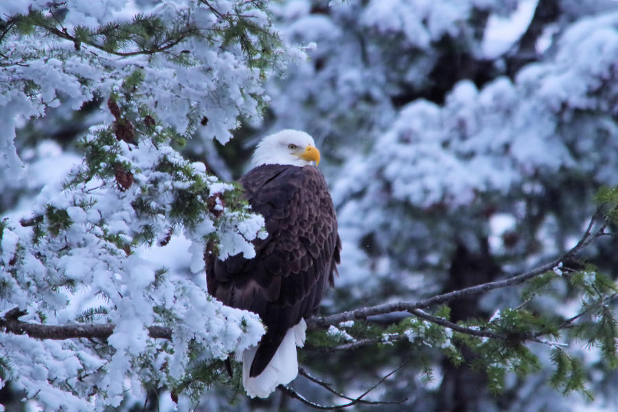 Eagle in a frosted tree Photograph by Jeff Swan