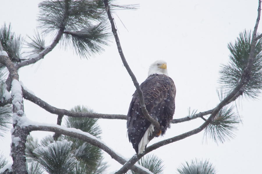 Eagle in a pine tree Photograph by Jeff Swan