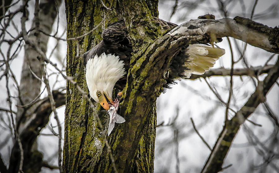 Eagle In A Tree Eating A Fish Photograph by Ray Congrove