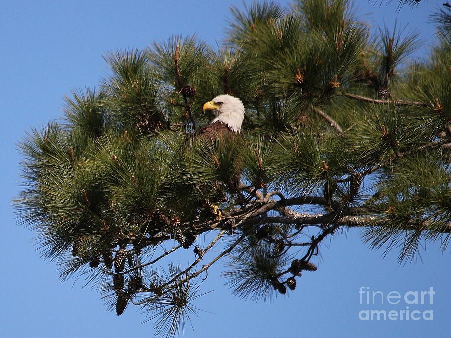 Eagle Photograph - Eagle in a tree by Paulette Thomas