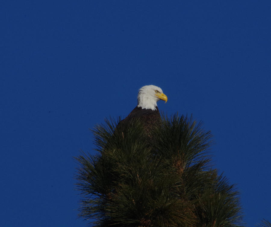 Eagle in a tree top Photograph by Jeff Swan