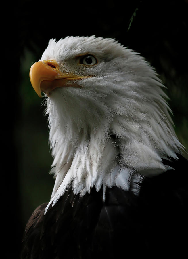 Eagle In All Its Glory Photograph by Athena Mckinzie