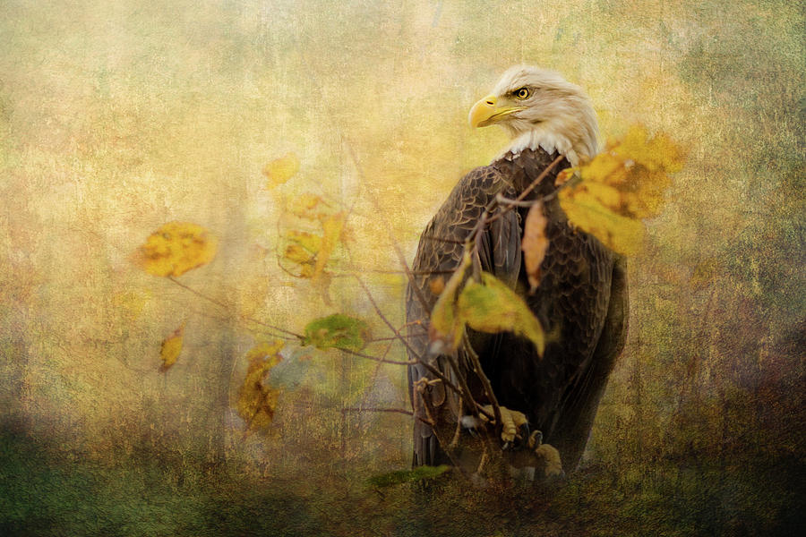 Eagle Photograph - Eagle in Autumn Leaves by Victoria Winningham