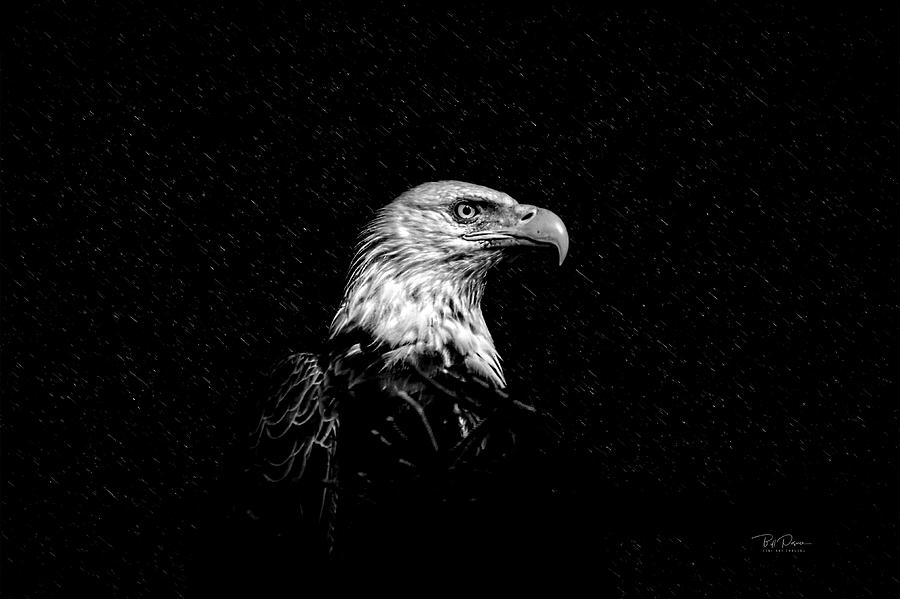 Eagle in Black and White Photograph by Bill Posner