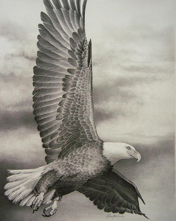 Eagle in flight 1 Drawing by Rita Niblock