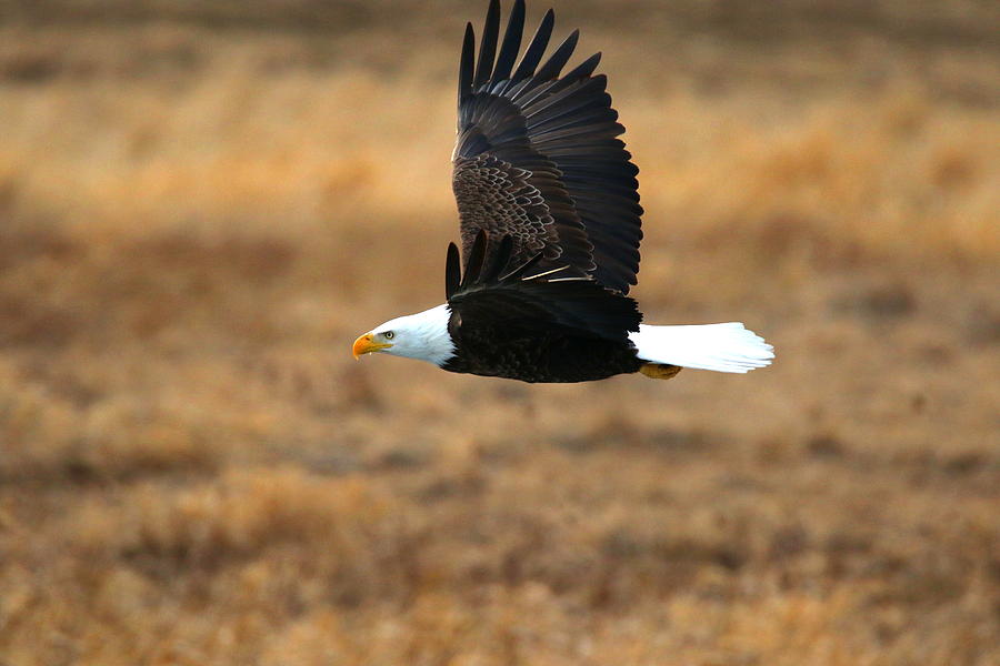 Eagle in Flight Photograph by Arvin Miner