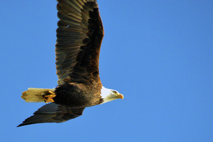 Eagle in Flight Photograph by Brian OKelly